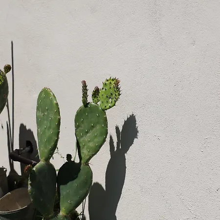 Bed & Breakfast Verdeolivo